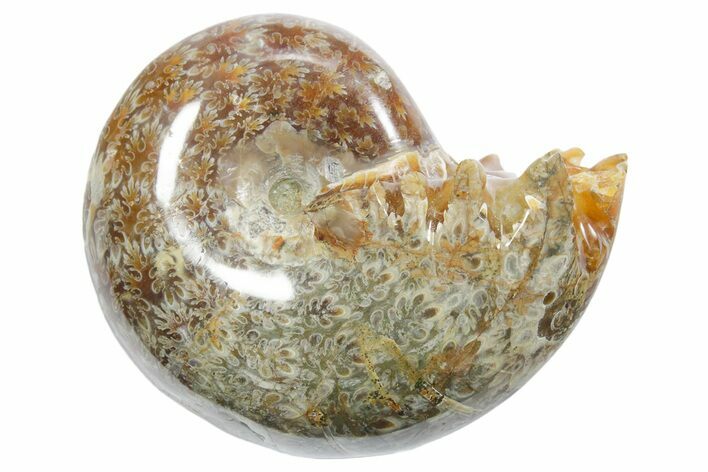 Polished Ammonite (Phylloceras) Fossil - Madagascar #349819